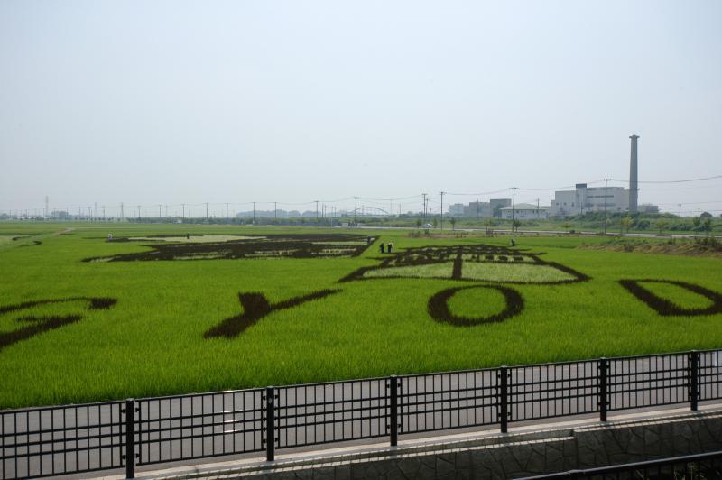 図柄がはっきりと見えるほど、稲が育った田んぼアートの写真