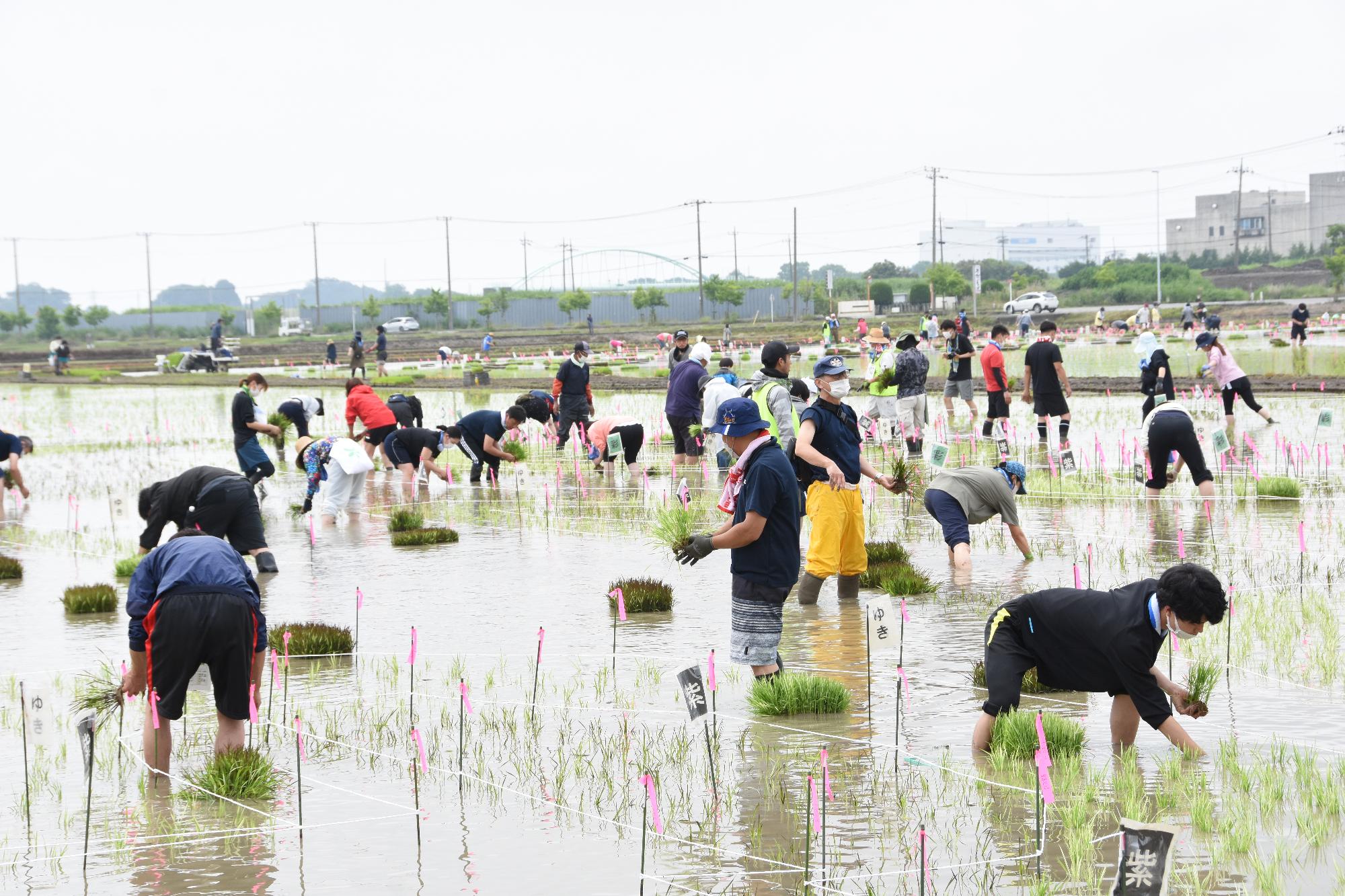 2022年田植えボランティアの様子