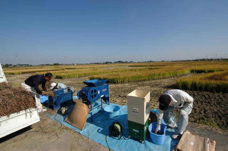 刈り取った稲を機械を使い作業している様子の写真