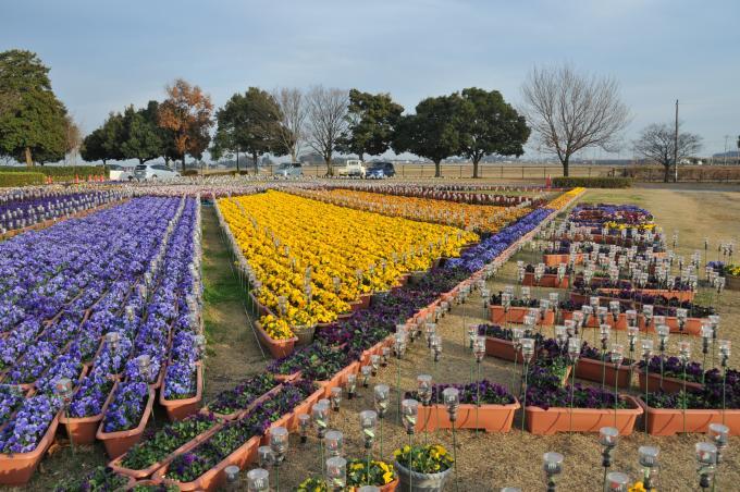 紫色や黄色の花のプランターがたくさん並ぶ近くでみたフラワーアートの写真