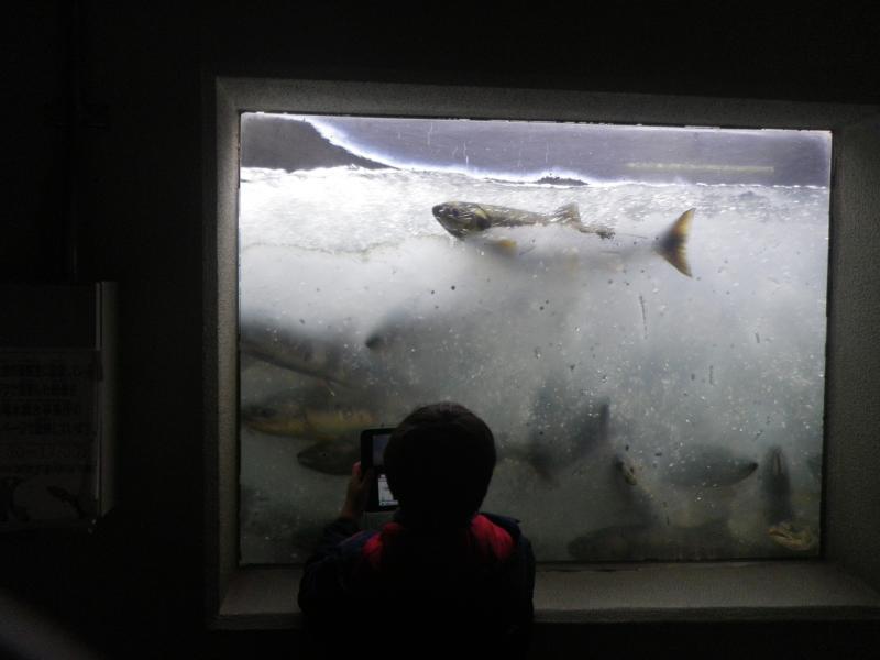 水槽の中を泳ぐたくさんの鮭を子供が観察している様子の写真