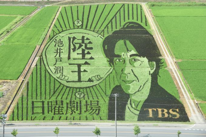 TBS日曜劇場「陸王」とコラボレーションした田んぼアートの写真