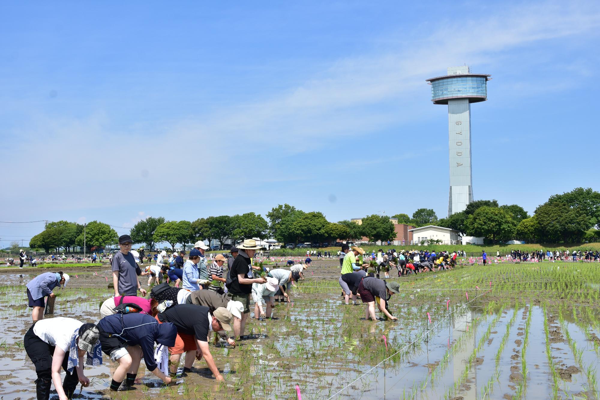 2026年の田植えの様子2