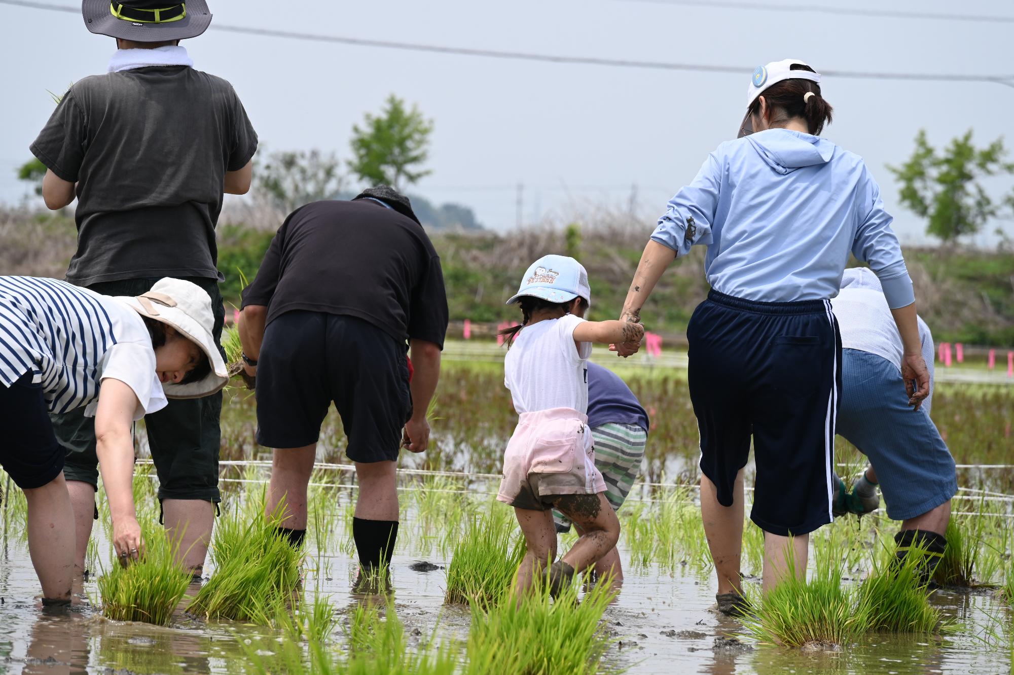 2026年の田植えの様子5