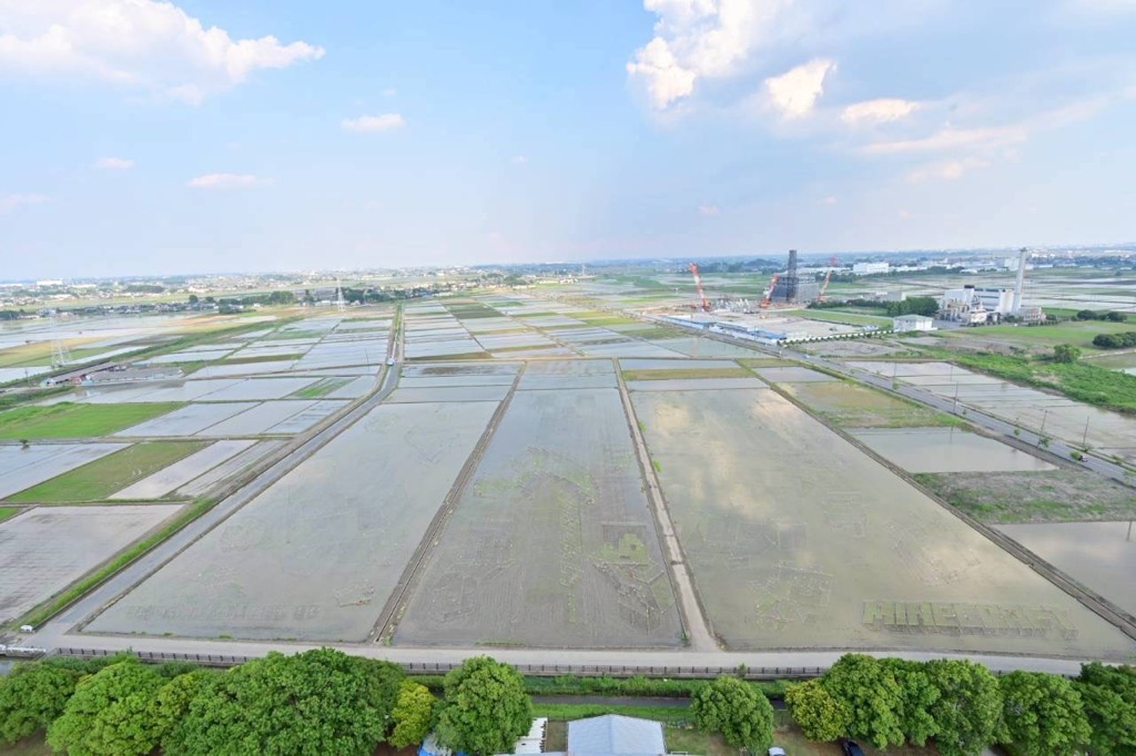 2026田植え直後