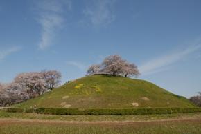 古墳の上に満開の桜の木がある緑豊かな丸墓山古墳の写真