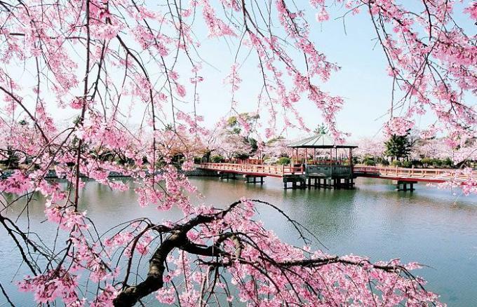 池に浮かぶ桟橋とピンク色の花をつけた木の枝の写真