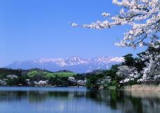 広々とした湖とその奥に見える、頂上付近に雪が降っている山脈、桜の花が満開の南湖公園の写真