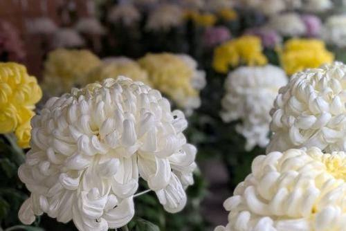 郷土博物館菊花展