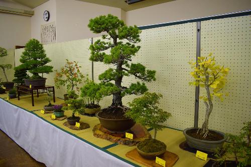 埼玉公民館盆栽展