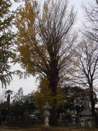 幹が真っすぐに伸び、沢山の枝が四方に張っており、紅葉で黄色く色づいた葉が一部枝に残っている長久寺の公孫樹の写真