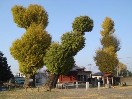 幹が太く真ん中の公孫樹は右側に少し傾いており、紅葉で黄色に色づきはじめている3本の植栽されてた真名板薬師堂の公孫樹の写真