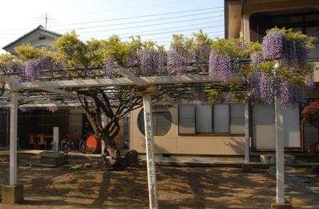 藤棚に伸びた枝から綺麗な紫色の房のような花が垂れ下がっている藤（九尺藤）の写真