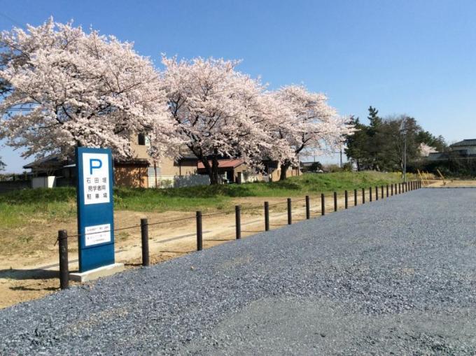 3本の満開の桜の木と柵で仕切られた砂利の駐車場の写真