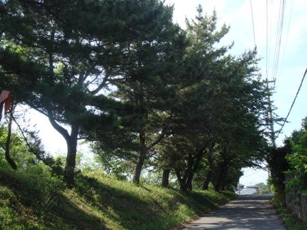 1本道の築堤に松の木が植えられ、松並木となっている石田堤の並木の写真