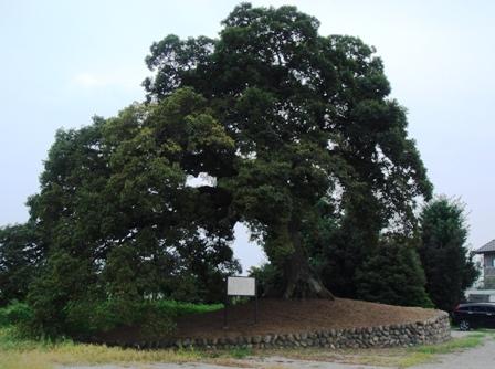 枝を伸ばし緑の葉が生い茂っている榎の大木が植えられている一里塚の写真