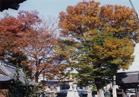 境内に紅葉で赤や黄色に色づいた大きな欅が並んでたっている欅群の写真