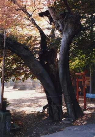 大きな欅木の幹が二つに割れており、下の方を縄で縛って支えている写真