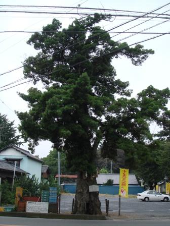 通り沿いにある幹が太く枝が電線よりも高く伸び、緑の葉が茂っている大きな槙（イヌマキ）の写真