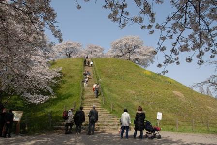 小高い丘のようになっており、頂上には満開に咲いている桜の花、観光客が頂上に続く階段を登っている丸墓山古墳の写真