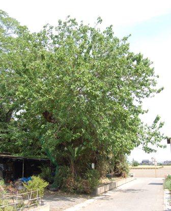 細い道沿いに植えられており、枝が伸び緑の葉が生い茂っている大きな魯桑の木の写真