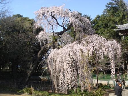細い枝が垂れ下がり、そこに満開の薄ピンク色の花が咲いているシダレザクラを横から写している写真