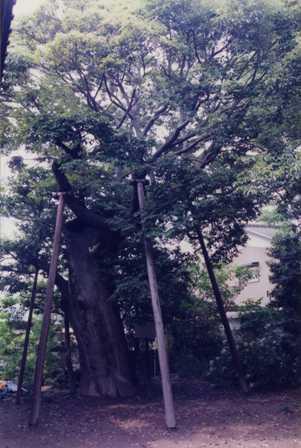 支え木が四方にある大きな大木で枝を大きく伸ばし葉を付けている椎の木の写真