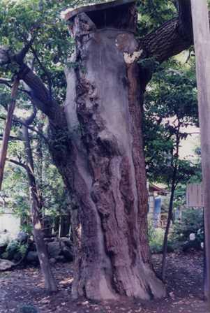 5メートル程のところで折れており、太く大きな幹の表面も一部皮がはがれている椎の木の写真